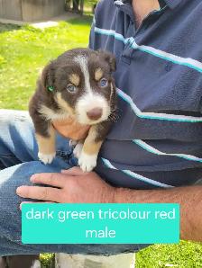 Border Collie pups - Photo 7