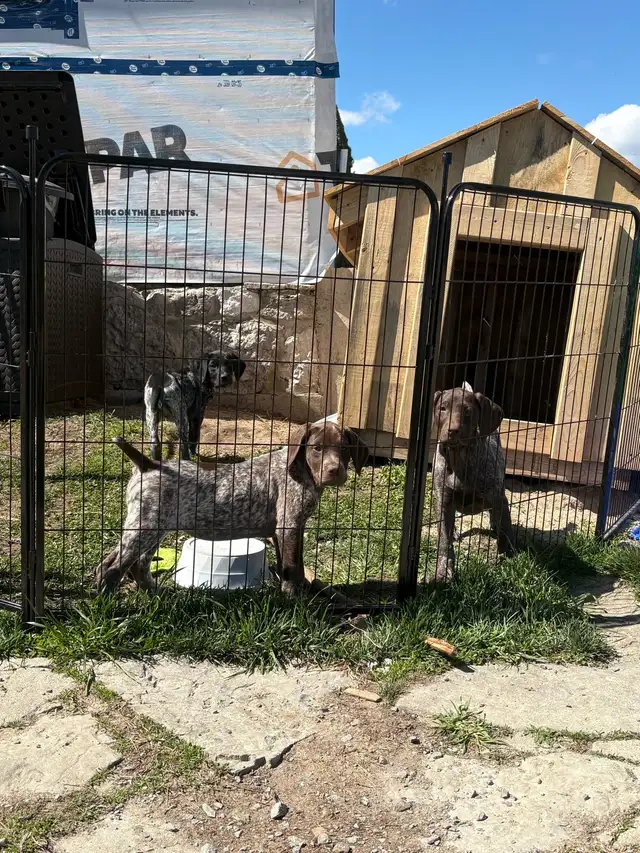 German Shorthaired Pointer Pup CKC