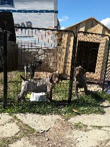German Shorthaired Pointer Pup CKC