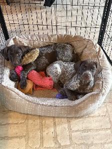 German Shorthaired Pointer Pup CKC - Photo 2