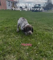 German Shorthaired Pointer Pup CKC - Photo 3