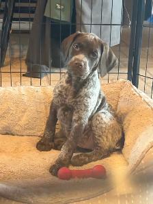 German Shorthaired Pointer Pup CKC - Photo 4