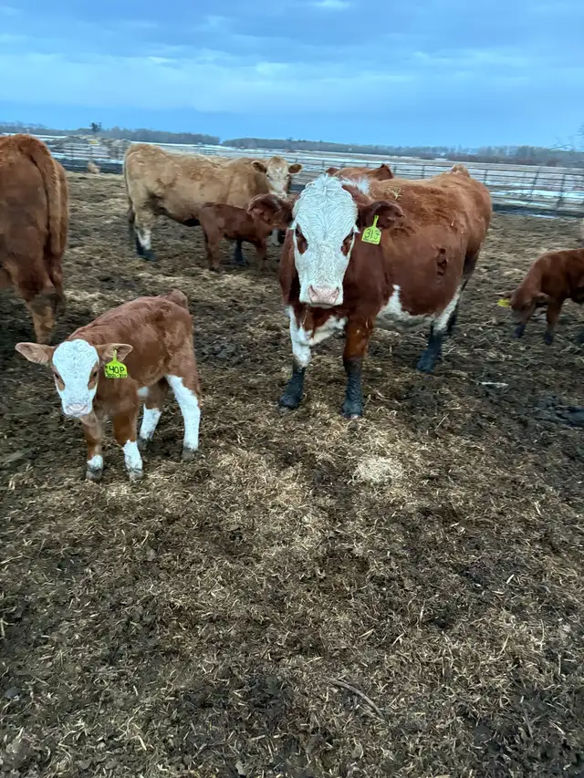 fullbood Simmental pairs