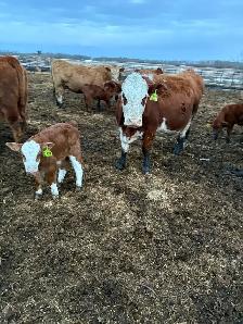 fullbood Simmental pairs