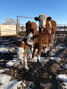 fullbood Simmental pairs - Photo 2