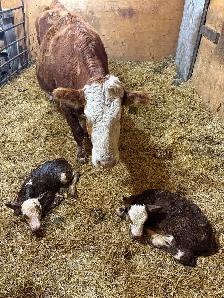 fullbood Simmental pairs - Photo 3