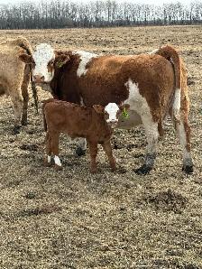 fullbood Simmental pairs - Photo 4