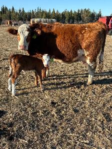fullbood Simmental pairs - Photo 5