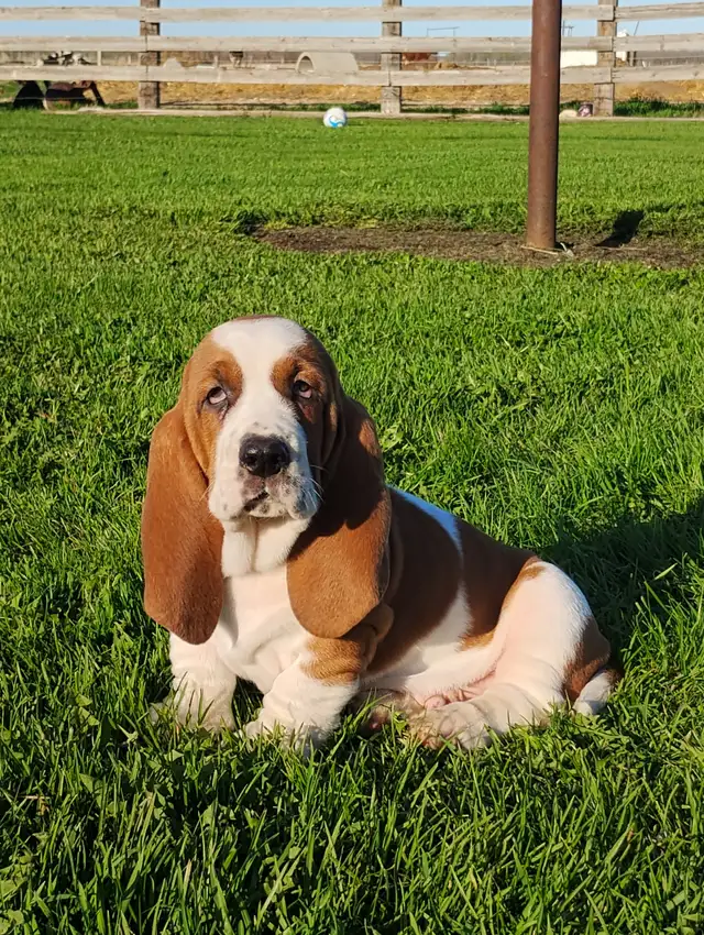 Basset Hound Pups