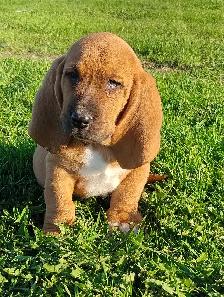 Basset Hound Pups - Photo 2