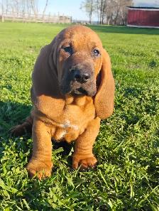 Basset Hound Pups - Photo 3