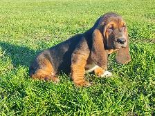 Basset Hound Pups - Photo 4