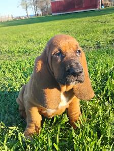 Basset Hound Pups - Photo 5