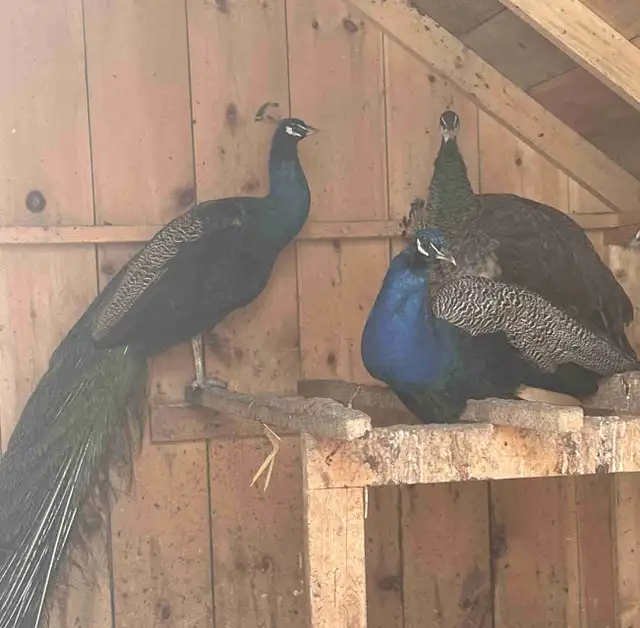 peacock & peahens