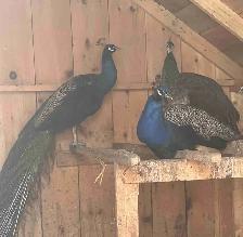 peacock & peahens