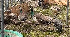 peacock & peahens - Photo 2