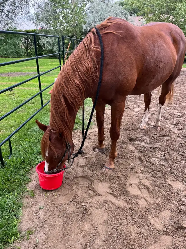 13 year old beginner friendly gelding