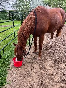 13 year old beginner friendly gelding