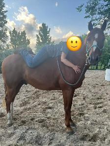 13 year old beginner friendly gelding - Photo 2