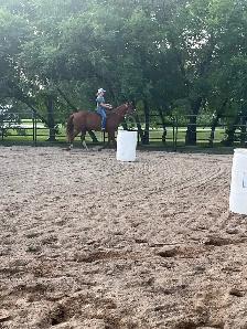 13 year old beginner friendly gelding - Photo 3