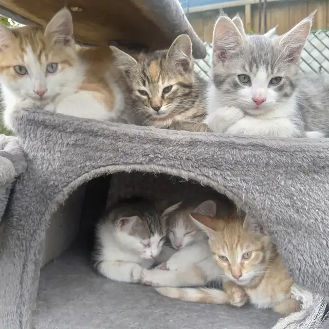 kittens for adoption