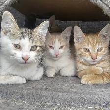 kittens for adoption - Photo 2