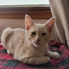 kittens for adoption - Photo 3