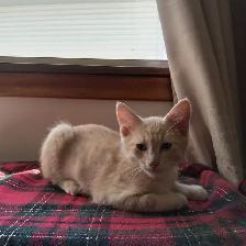 kittens for adoption - Photo 4