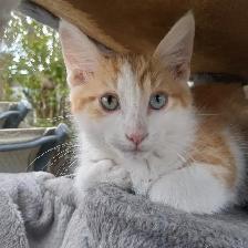 kittens for adoption - Photo 5