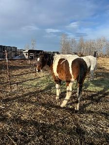 Pony to trade or sell - Photo 3