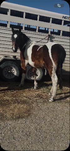 Pony to trade or sell - Photo 4