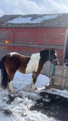 Pony to trade or sell - Photo 7