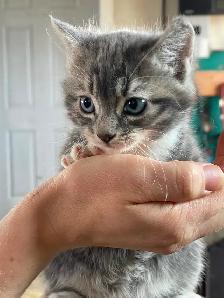 Kittens for sale
