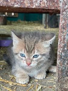 Kittens for sale - Photo 2