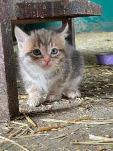 Kittens for sale - Photo 3