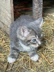 Kittens for sale - Photo 4