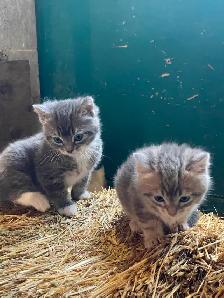 Kittens for sale - Photo 5