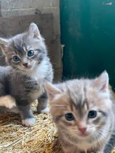 Kittens for sale - Photo 6