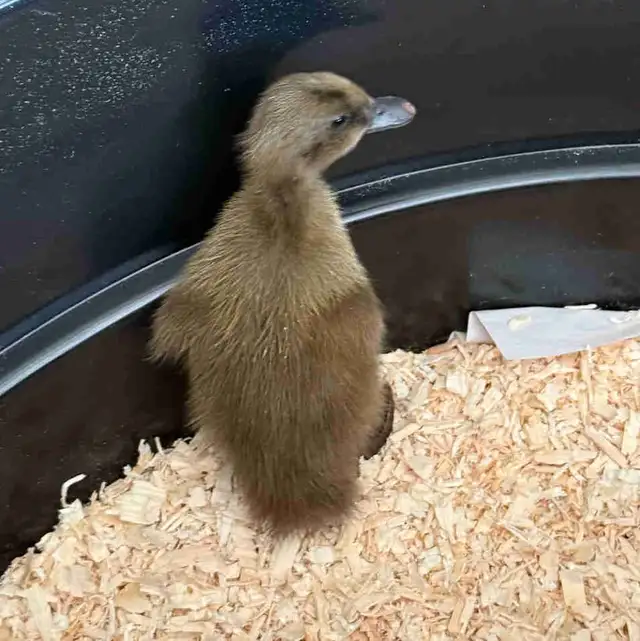 Pure Khaki Campbell Ducklings Available