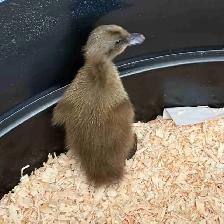 Pure Khaki Campbell Ducklings Available