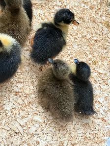Pure Khaki Campbell Ducklings Available - Photo 2
