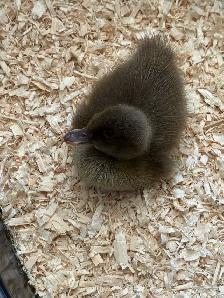Pure Khaki Campbell Ducklings Available - Photo 3