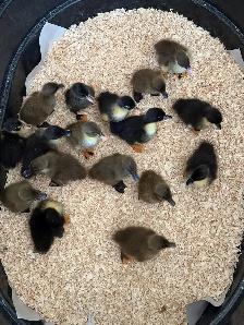 Pure Khaki Campbell Ducklings Available - Photo 4