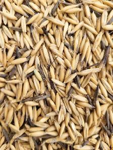 feed oats