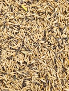 feed oats - Photo 2