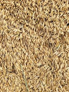 feed oats - Photo 3