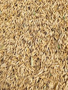 feed oats - Photo 4