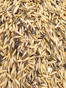 feed oats - Photo 5