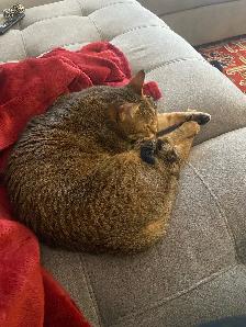 I need to be an only kitty - Photo 2