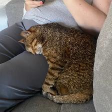 I need to be an only kitty - Photo 3